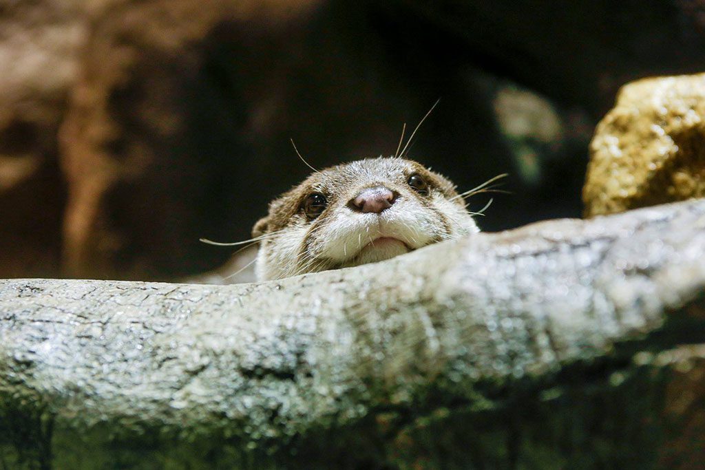 カワウソは展示室での仕草や表情もかわいい／宮島水族館 みやじマリン（広島県／廿日市市）