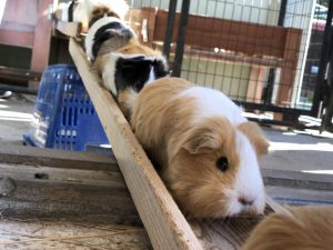 モルモットを抱っこ!市川市動植物園は、動物とのふれあい体験やミニ鉄道が人気