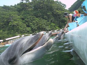 関東近郊のエサやり体験ができる水族館10選！イルカ･ウミガメ･エイなど