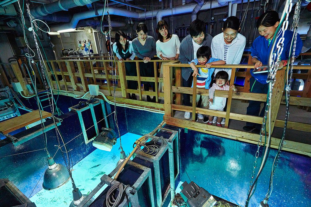 サンシャインラグーン水槽の上からエサやり体験/サンシャイン水族館（東京都/豊島区）
