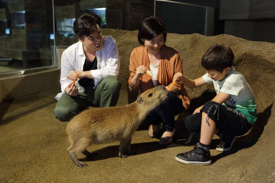 エサやり体験でごはんを食べるカピバラ／マクセル アクアパーク品川（東京都／港区）