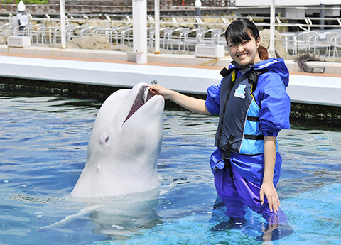 ゴハンを食べるシロイルカ／横浜・八景島シーパラダイス（神奈川県／横浜市金沢区）