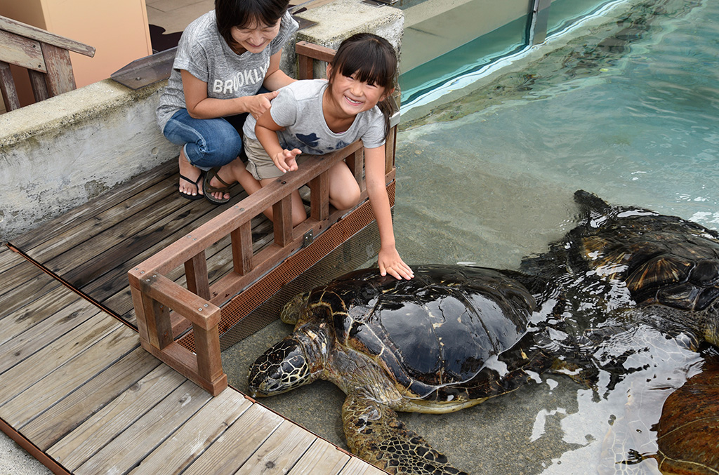 間近でウミガメにふれあう様子／新江ノ島水族館（神奈川県／藤沢市）