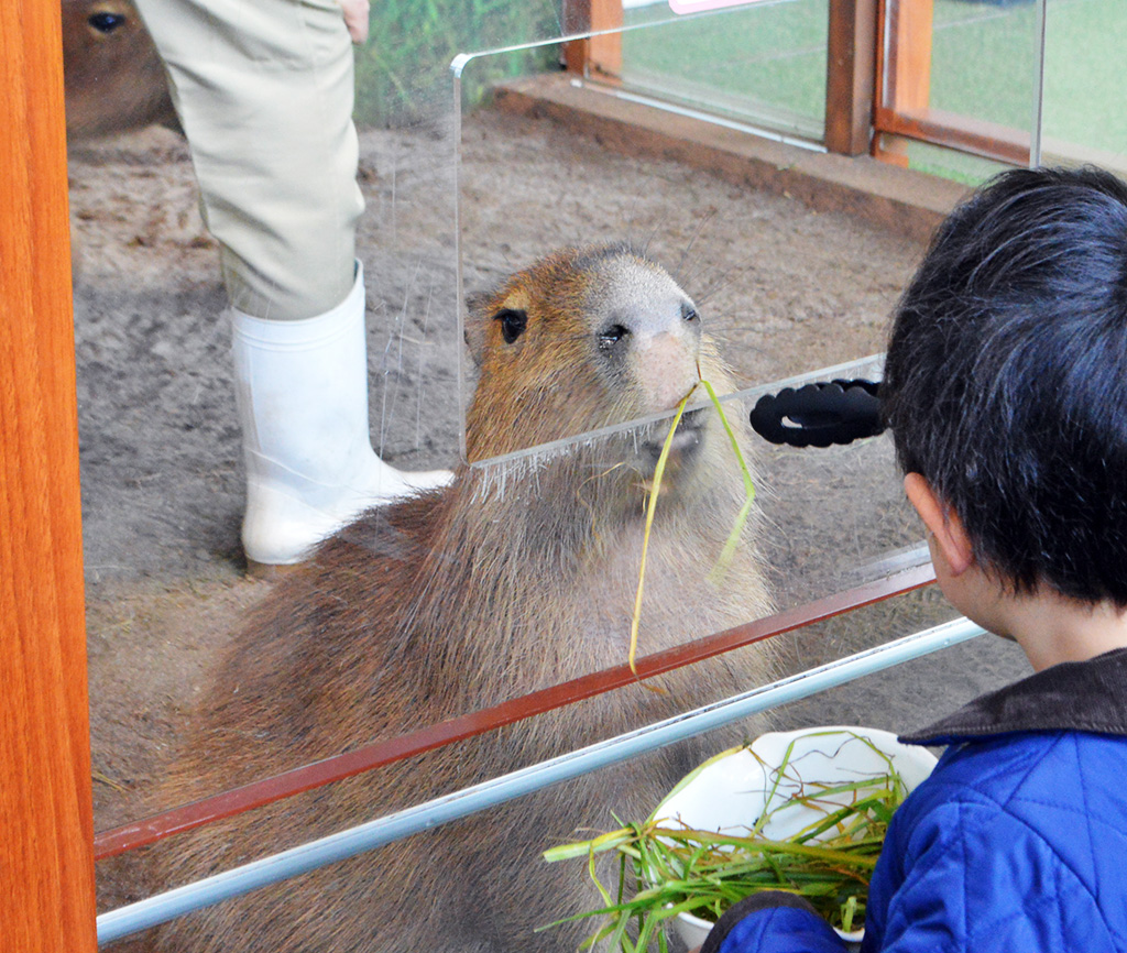 エサを食べるカピバラ／新江ノ島水族館（神奈川県／藤沢市）