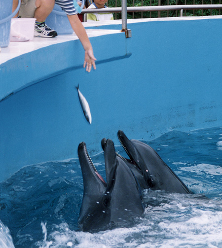 餌付けで近寄ってくるイルカ／京急油壺マリンパーク（神奈川県／三浦市）