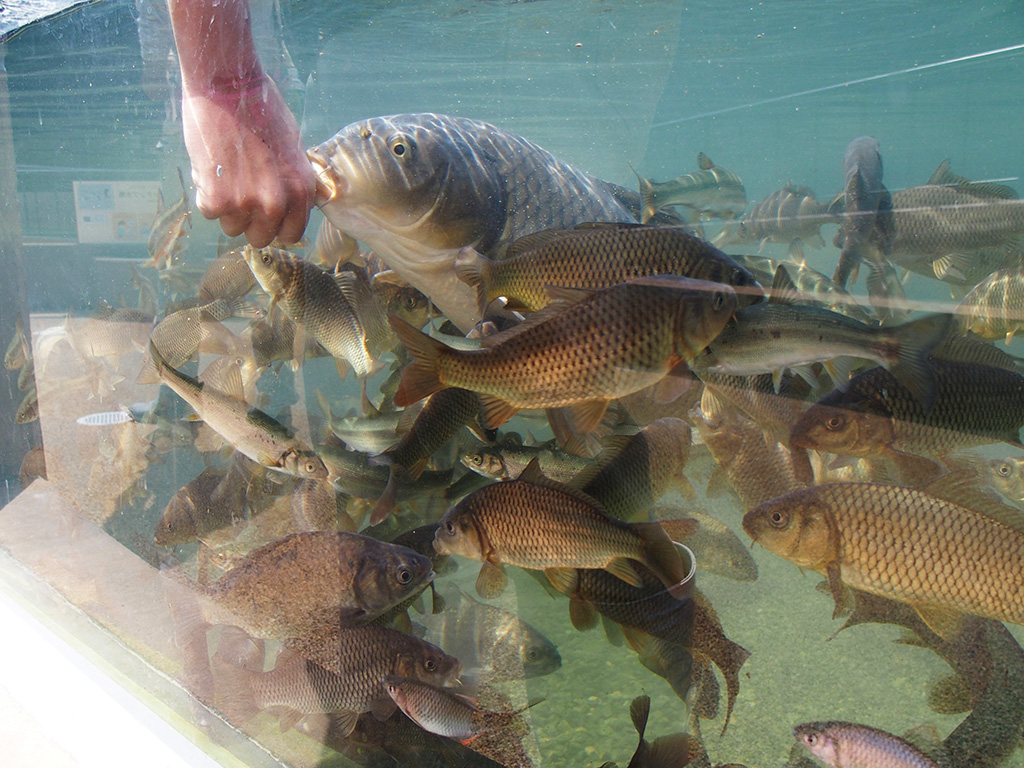 エサを持った手に集まってくる川魚／相模川ふれあい科学館 アクアリウムさがみはら（神奈川県／相模原市）
