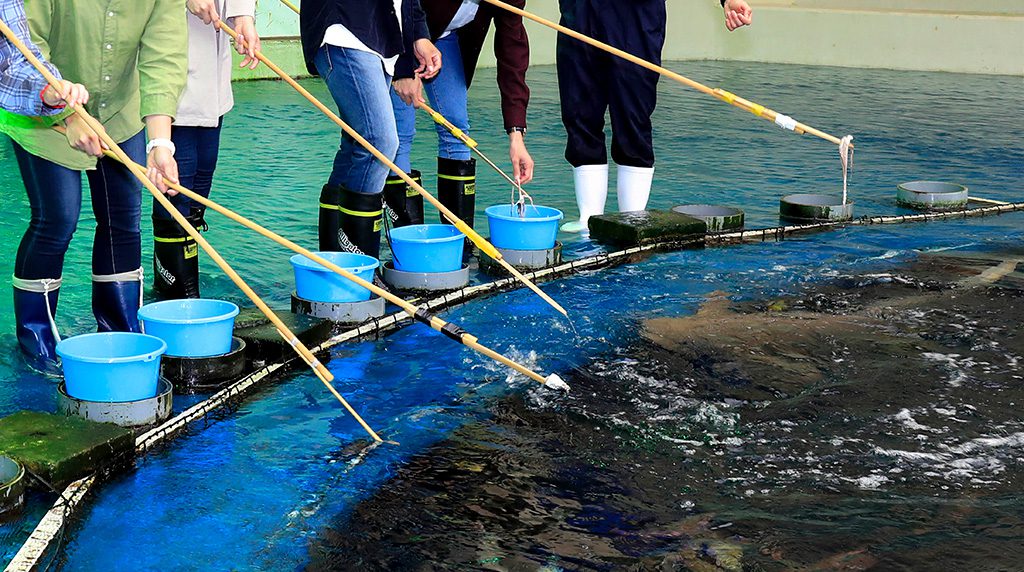 長い棒の先につけたエサを食べるエイ／鴨川シーワールド（千葉県）