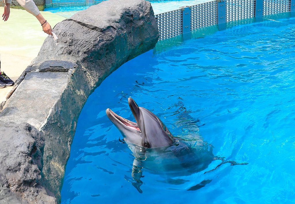 イルカに大接近できるエサやり体験／鴨川シーワールド（千葉県／鴨川市）