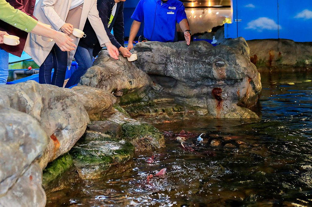 エサやりでいっせいに寄ってくる魚たち／鴨川シーワールド（千葉県／鴨川市）