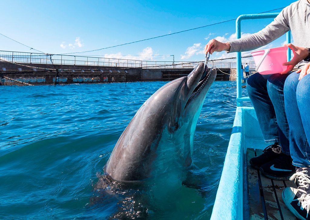 「ふれあいステージ」で、エサをもらうバンドウイルカ／伊豆・三津シーパラダイス（静岡県／沼津市）