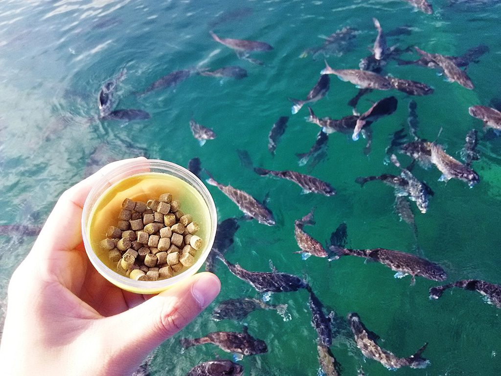 エサやりで集まってくるブリやマダイ／伊豆・三津シーパラダイス（静岡県／沼津市）
