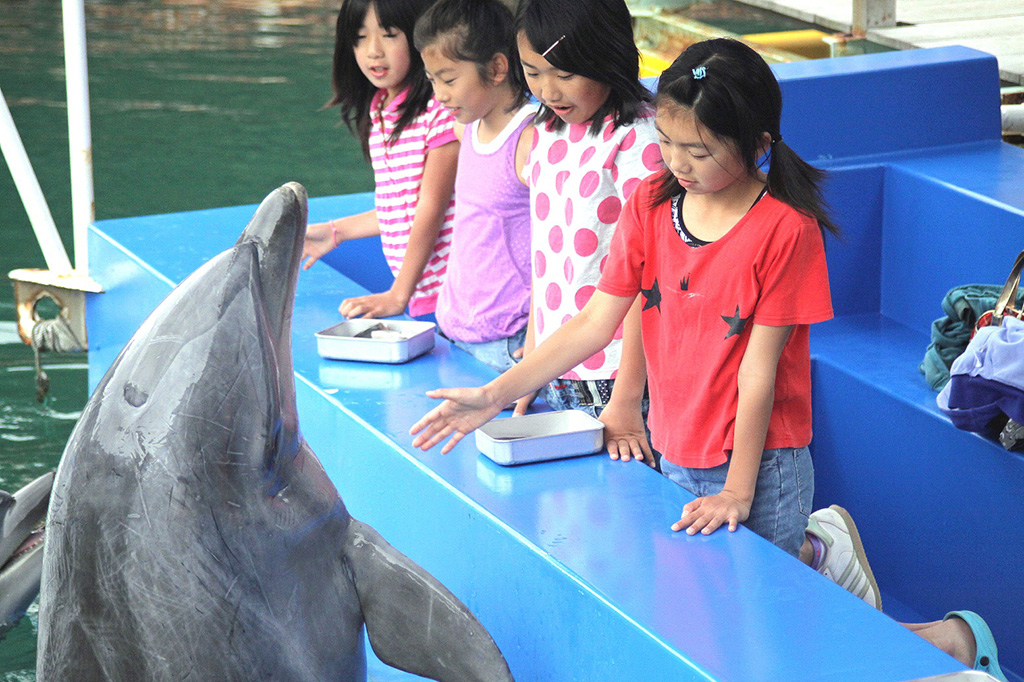 ふれあいの海でイルカにエサやり体験／下田海中水族館（静岡県／下田市）