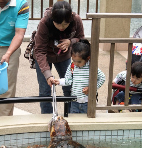 ウミガメのエサやり体験／下田海中水族館（静岡県／下田市）