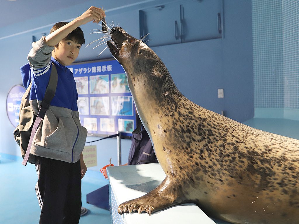 エサやりでゴマフアザラシに大接近／下田海中水族館（静岡県／下田市）