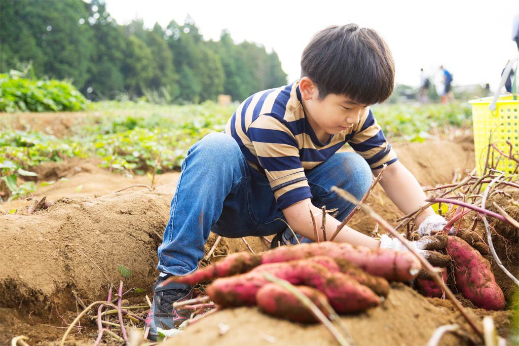 秋の味覚さつまいもの芋掘り体験/農園リゾート ザファーム(千葉県/香取市)
