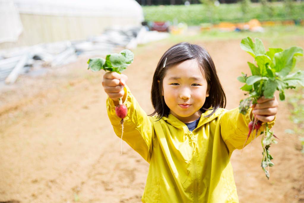 小さな子も収穫しやすい真っ赤なラディッシュ/農園リゾート ザファーム(千葉県/香取市)