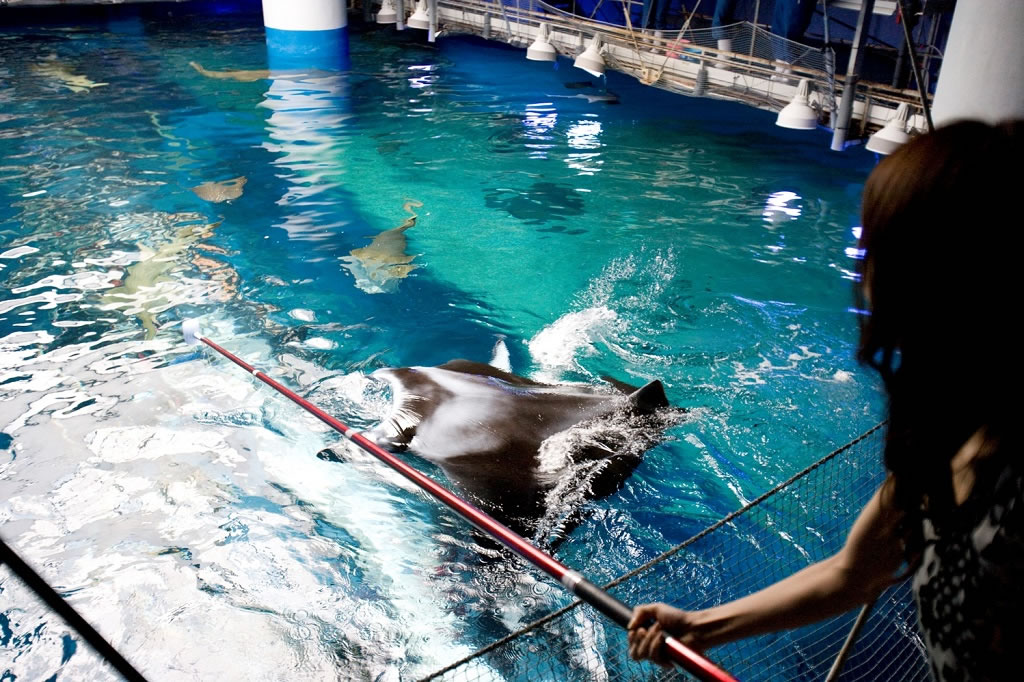 ワンダーチューブガイドツアーの様子/マクセル アクアパーク品川(東京都/港区)