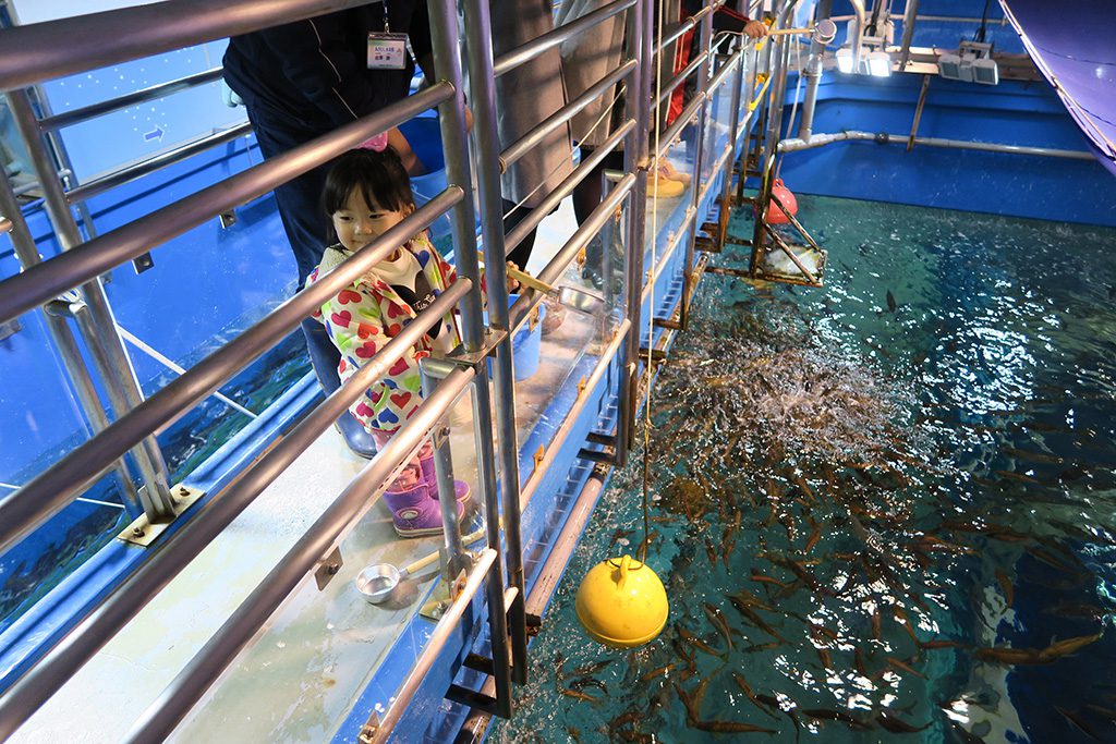 水槽の上からエサやり体験する様子/青森県営浅虫水族館(青森県/青森市)