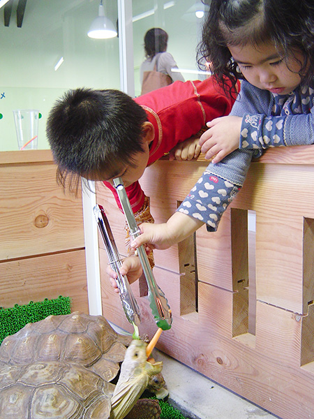 トングでリクガメにエサやり体験／越前松島水族館（福井県／坂井市）