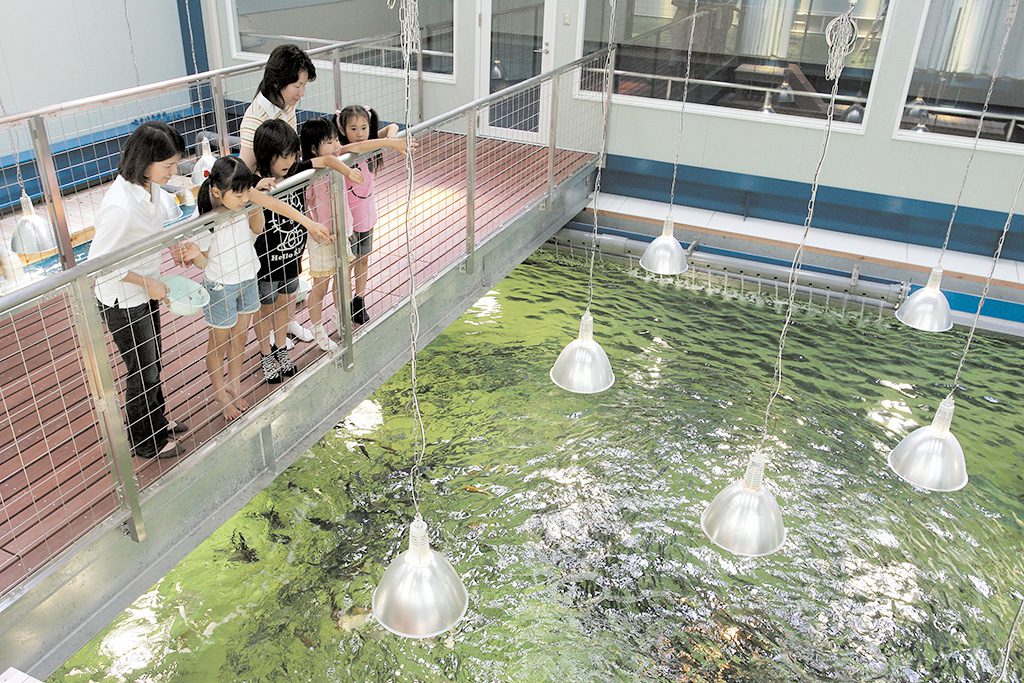 エサやり体験でイワシたちが寄ってくる様子／越前松島水族館（福井県／坂井市）