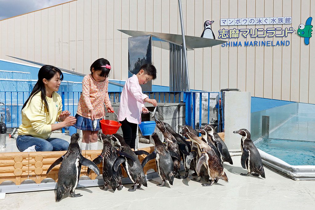 エサやり体験のエサに近づくペンギンたち/志摩マリンランド(三重県/志摩市)