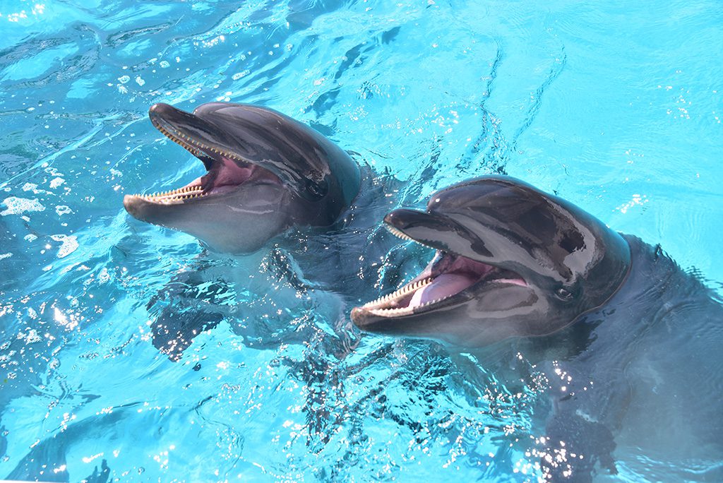 イルカたちのおねだりポーズ／アドベンチャーワールド（和歌山県／白浜町）