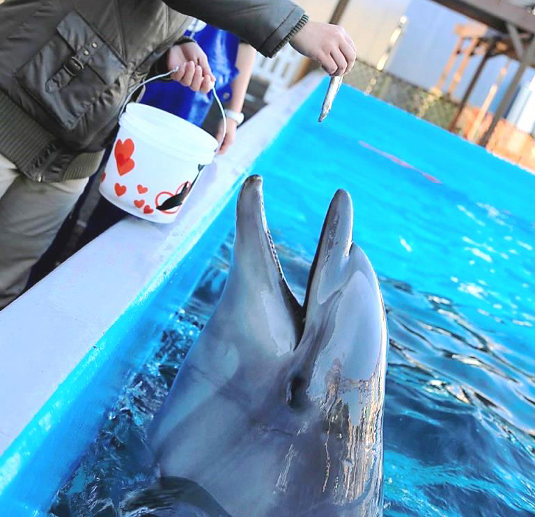 エサやり体験でイルカにエサをあげる様子/神戸市立須磨海浜水族園(兵庫県/神戸市)