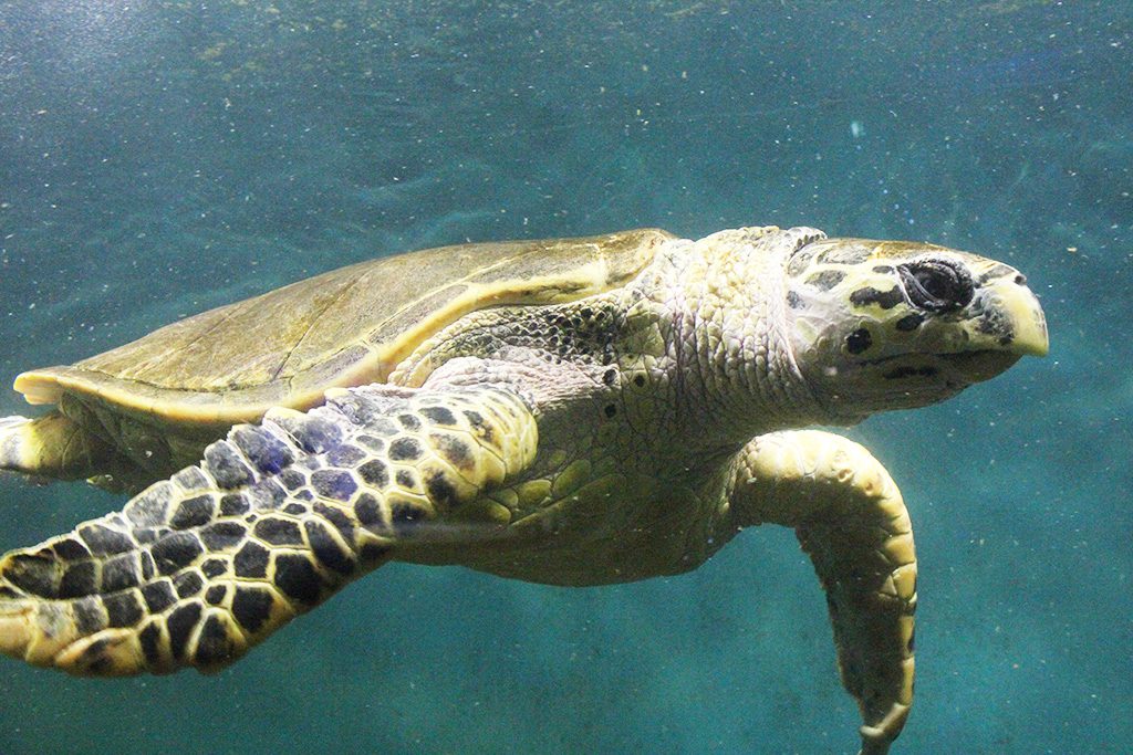 大きなウミガメ／新屋島水族館（香川県／高松市）