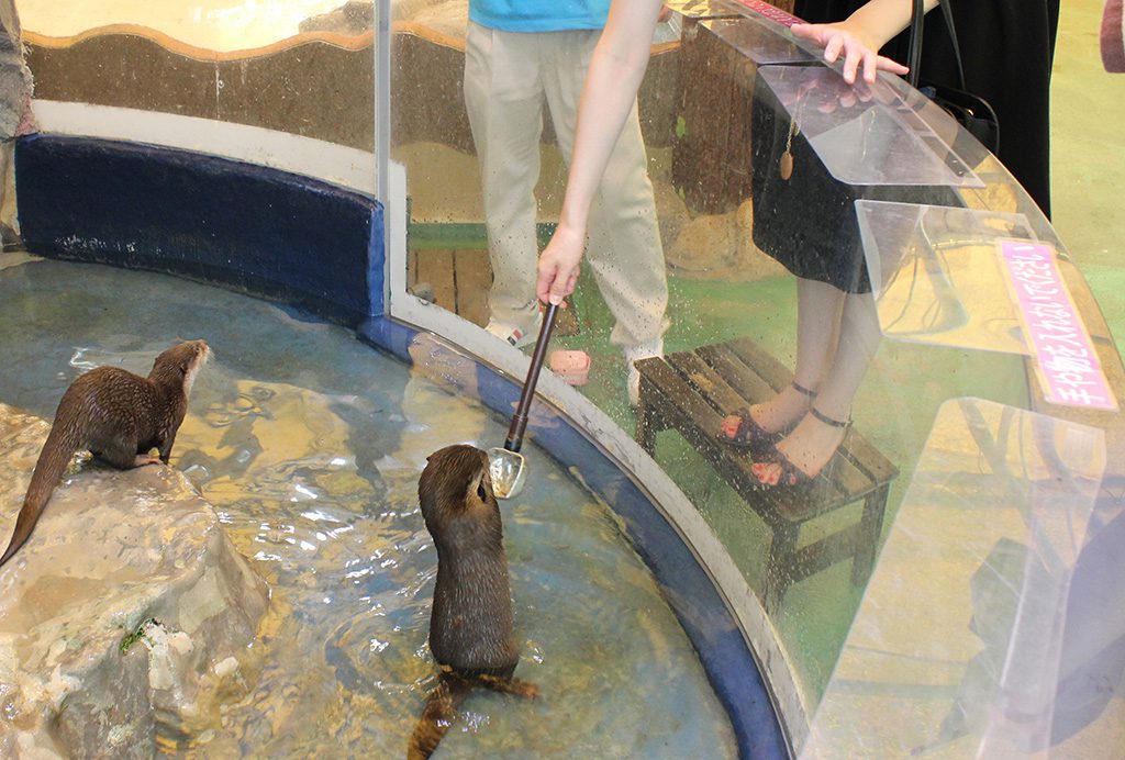 エサやり体験でカワウソにエサをあげる様子／新屋島水族館（香川県／高松市）