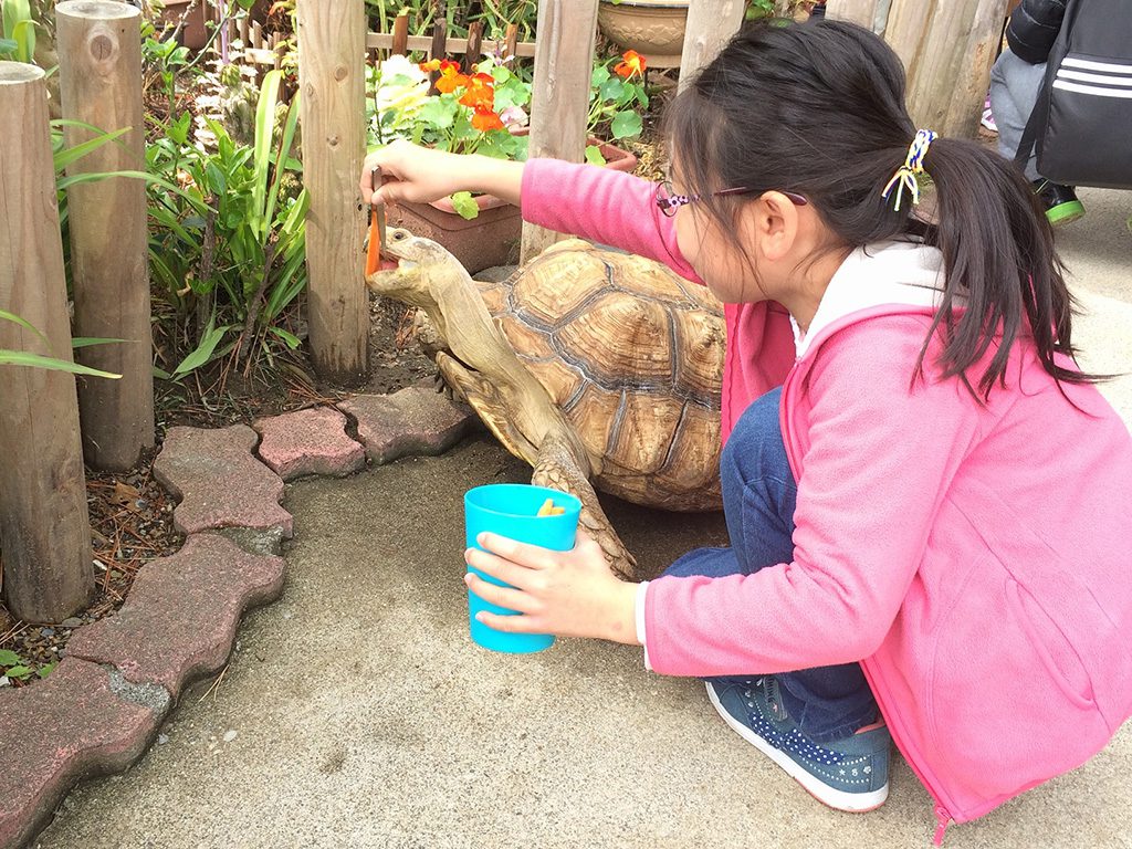 至近距離でリクガメにエサやり体験する様子／桂浜水族館（高知県／高知市）