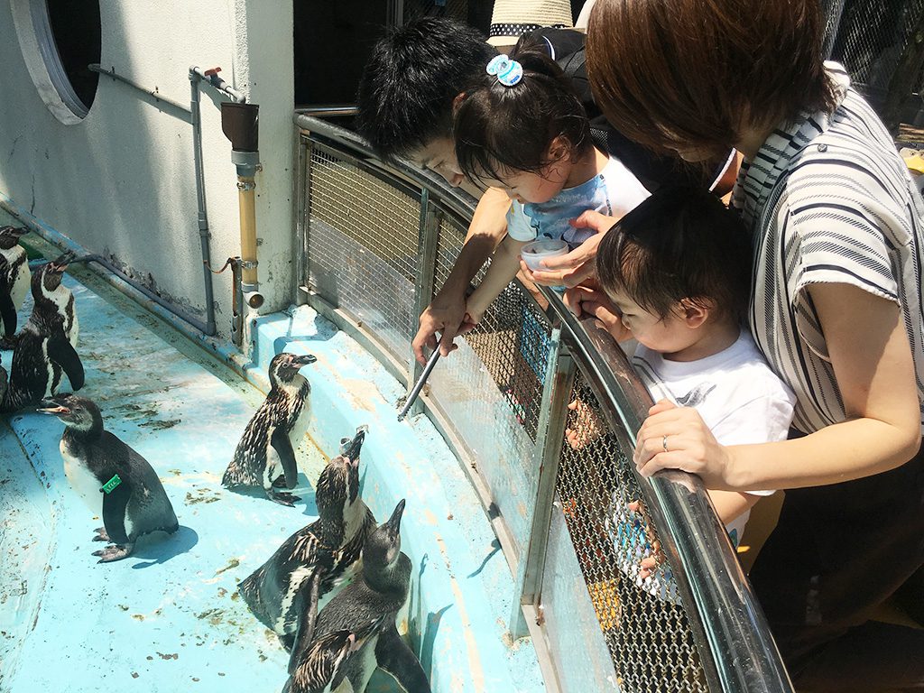 トングを使ってペンギンにエサやり体験／桂浜水族館（高知県／高知市）
