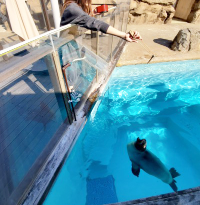 大きな口をあけてエサを待つアザラシ/マリンワールド海の中道(福岡県/福岡市)