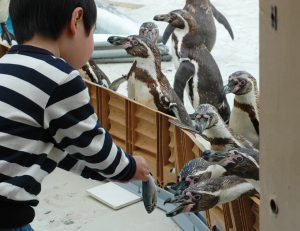 全国のエサやり体験ができる水族館29選！ペンギンやイルカに大接近