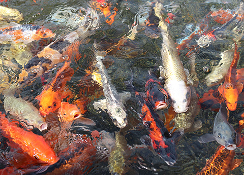 エサやり体験でエサに寄ってくるコイ/上越市立水族博物館 うみがたり(新潟県/上越市)
