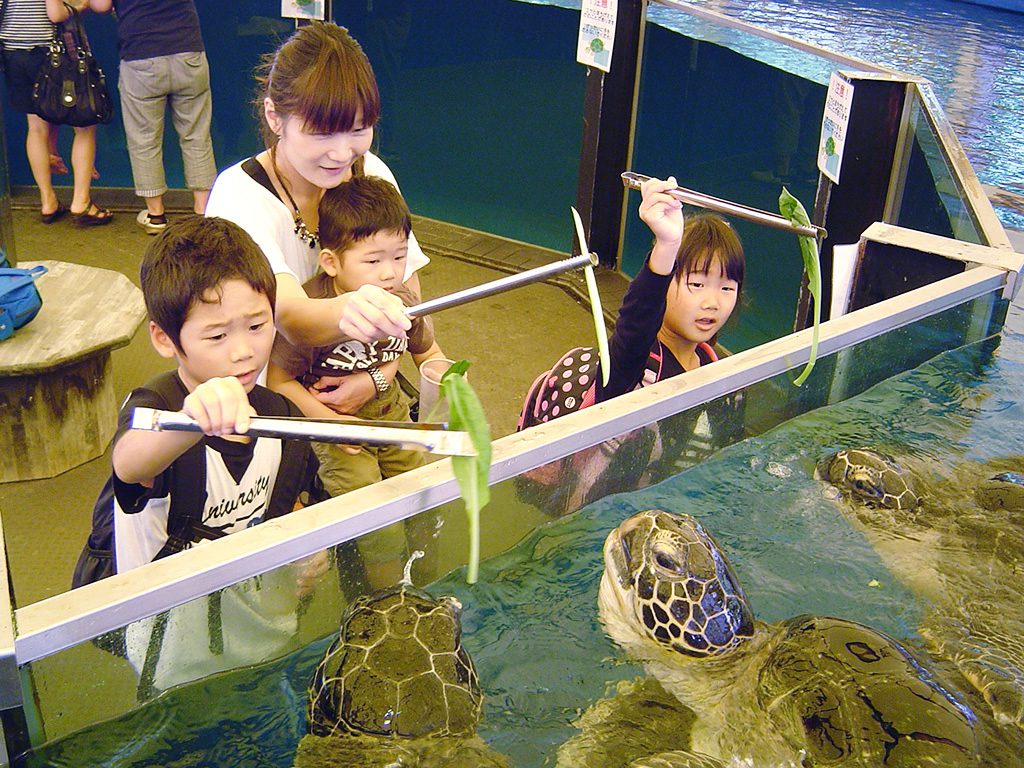 トングでエサをもらうアオウミガメ/越前松島水族館(福井県/坂井市)