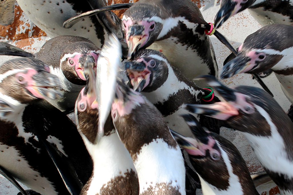 エサに寄ってくるペンギンたち/南知多ビーチランド(愛知県/美浜町)
