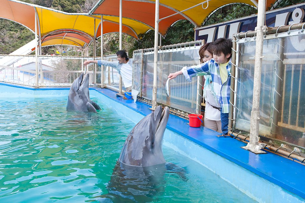 エサやり体験でエサをもらうイルカ/鳥羽湾めぐりとイルカ島(三重県/鳥羽市)