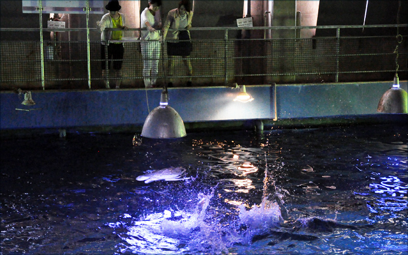 バックヤードからエサやり体験/串本海中公園センター(和歌山県/串本町)