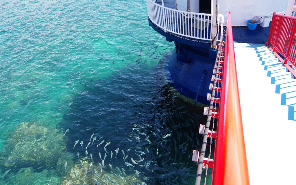 エサやり体験で、エサに寄ってくるメジナの群れ/串本海中公園センター(和歌山県/串本町)