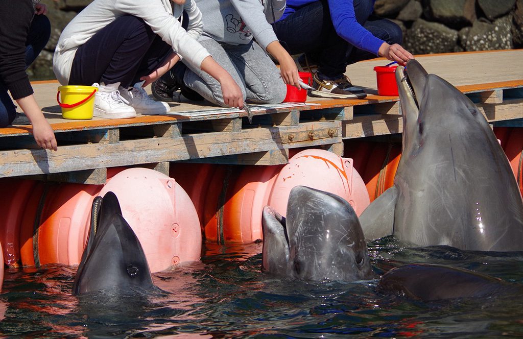 エサやり体験でエサを食べにくるイルカとクジラ/太地町立 くじらの博物館(和歌山県/太地町)