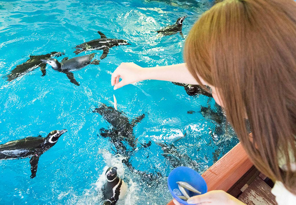 プールの上からペンギンにエサをあげる様子/神戸市立須磨海浜水族園(兵庫県/神戸市)