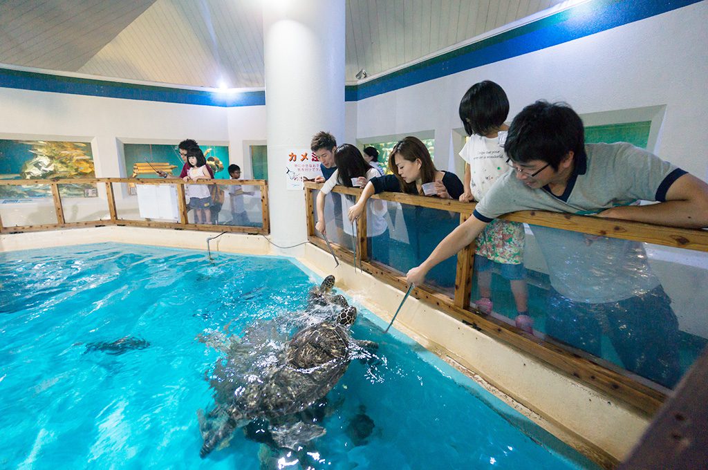 エサを食べに接近するウミガメ/桂浜水族館(高知県/高知市)