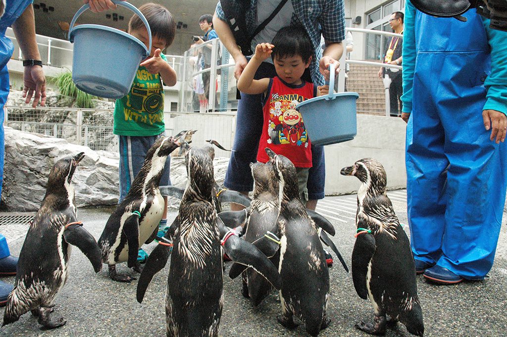 エサやり体験でエサに寄ってくるペンギンたち/長崎ペンギン水族館(長崎県/長崎市)