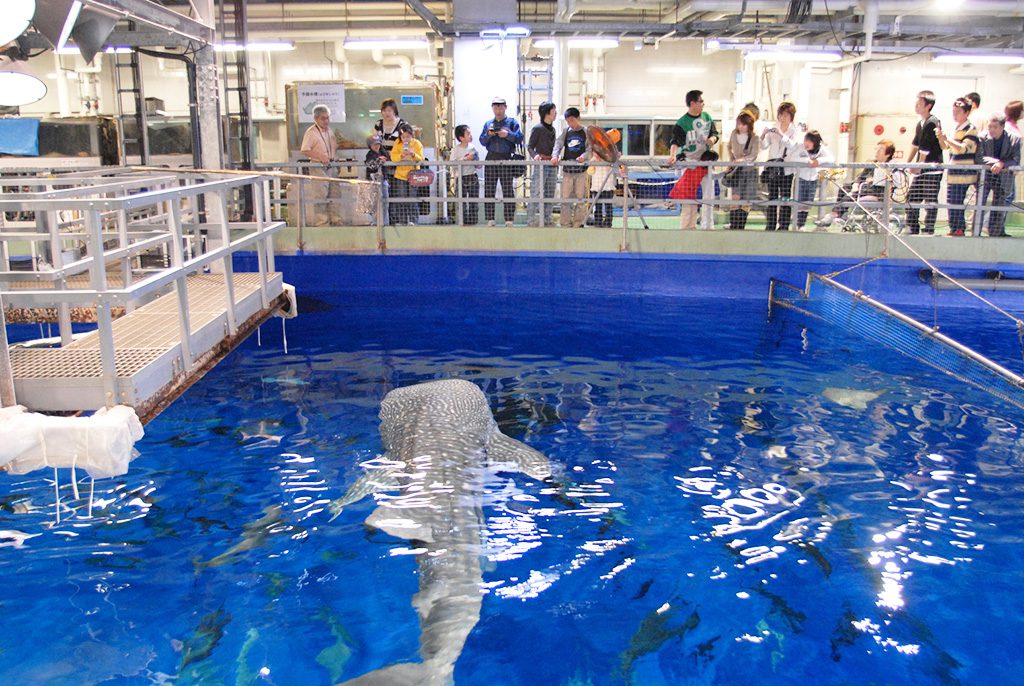 ジンベエザメを水槽の上から見る家族／いおワールド かごしま水族館（鹿児島県／鹿児島市）