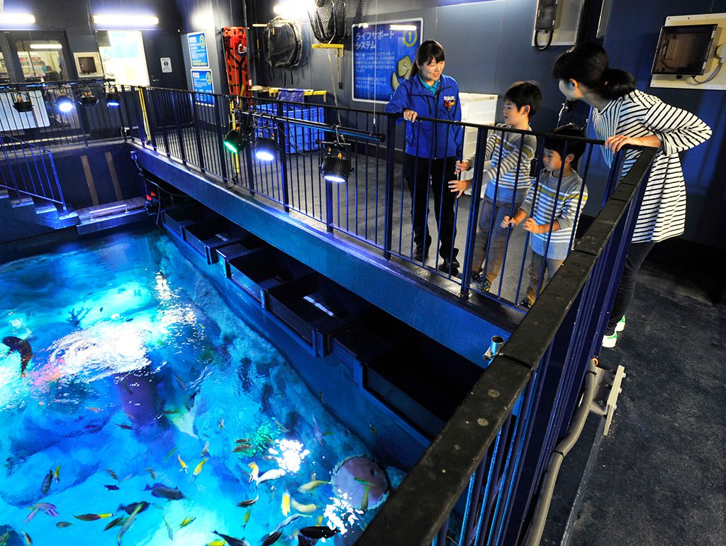 バックヤード体験ツアーで水槽の上から観察する様子／シーライフ名古屋（愛知県／名古屋市）
