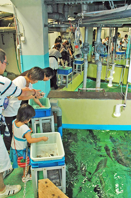 水族館裏側探検でエサやり体験／志摩マリンランド（三重県／志摩市）
