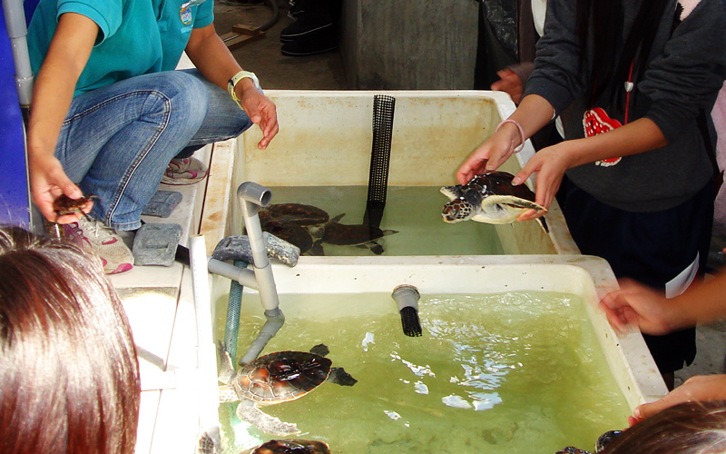 バックヤードツアーでのウミガメの赤ちゃん／串本海中公園センター（和歌山県／串本町）