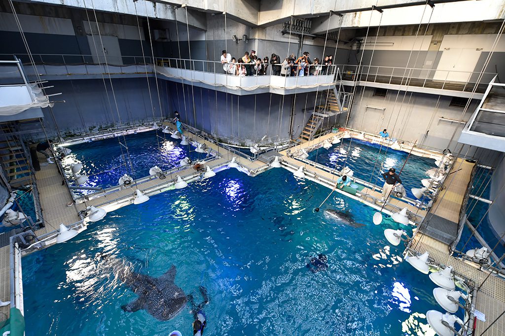 バックヤードツアーでジンベエザメのエサやりシーンの見学／海遊館（大阪府／大阪市）