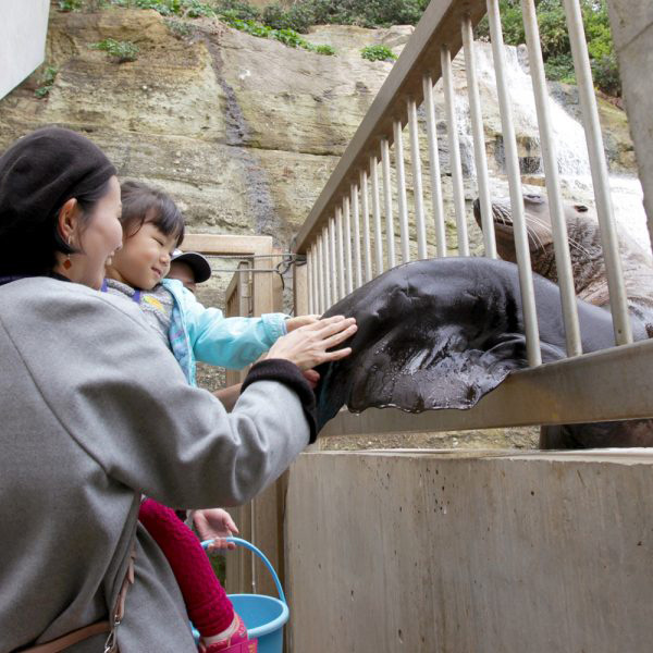 バックヤードツアーでトドと握手体験／城崎マリンワールド（兵庫県／豊岡市）