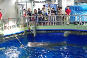 全国のバックヤードツアーがある水族館33選!普段入れない裏側に潜入